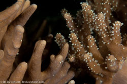 BD-140316-Padre-Burgos-2419-Porites-sp.-Link.-1807-[Hump-coral].jpg